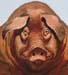 Floyd the Pig