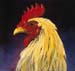 Rooster